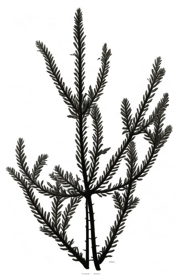 Detailed black and white fern illustration with symmetrical fronds and branching stem