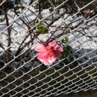 White and Pink Roses Intertwined on Chain-Link Fence