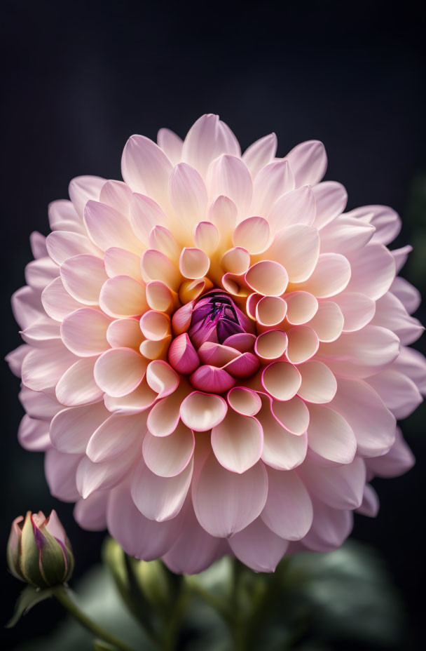  Rose Bicolor Dahlia
