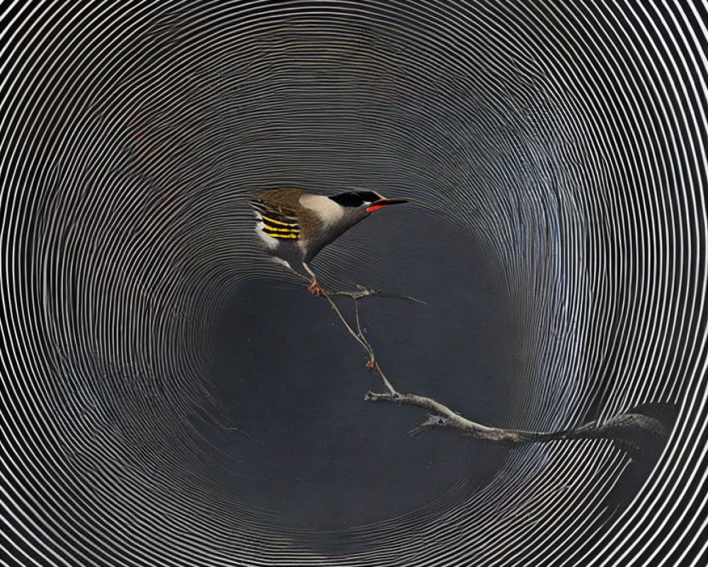 Red-beaked bird on branch against black background with white concentric circles.