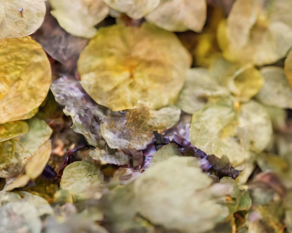 Detailed close-up of dried cream and pale yellow translucent petals with a hint of purple, resembling dried hydr