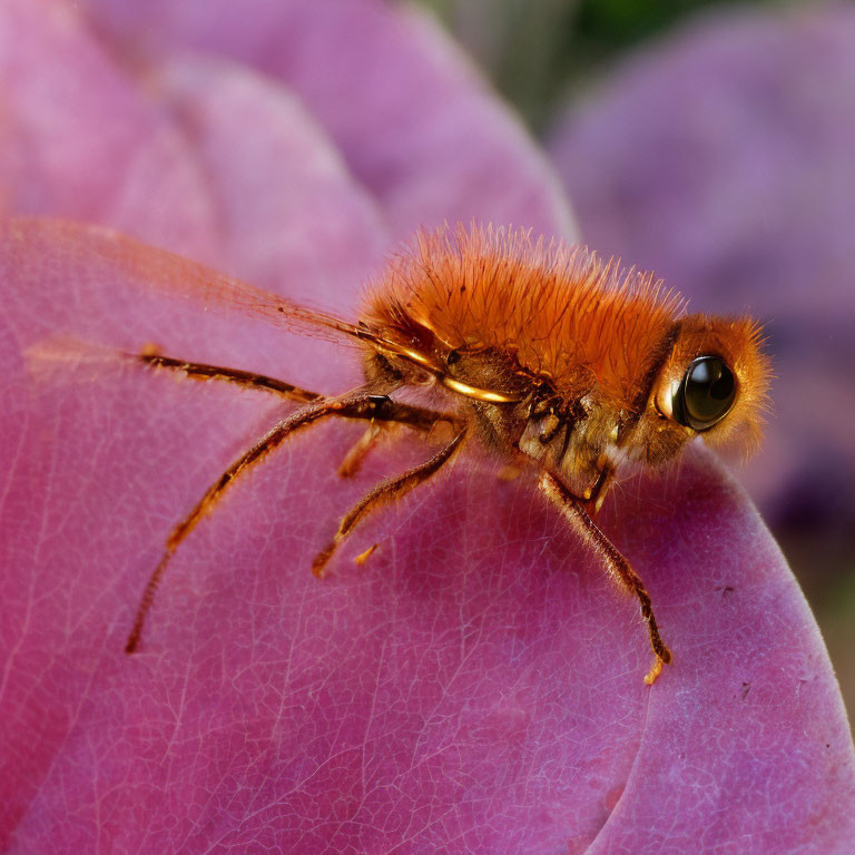 Macro photo of orange furry insect with long antennae on pink leaf