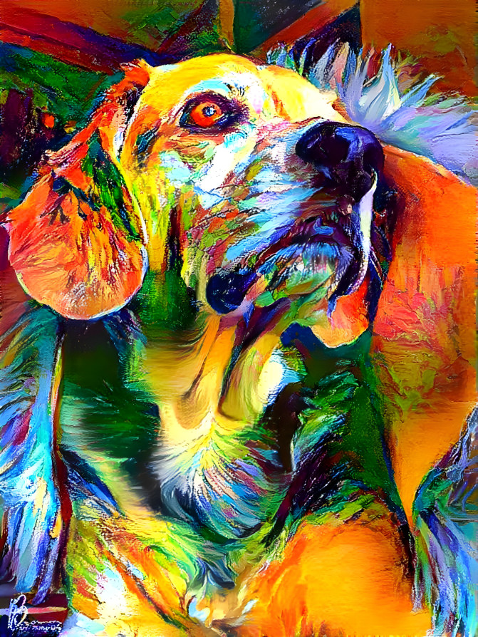 Dog on colored