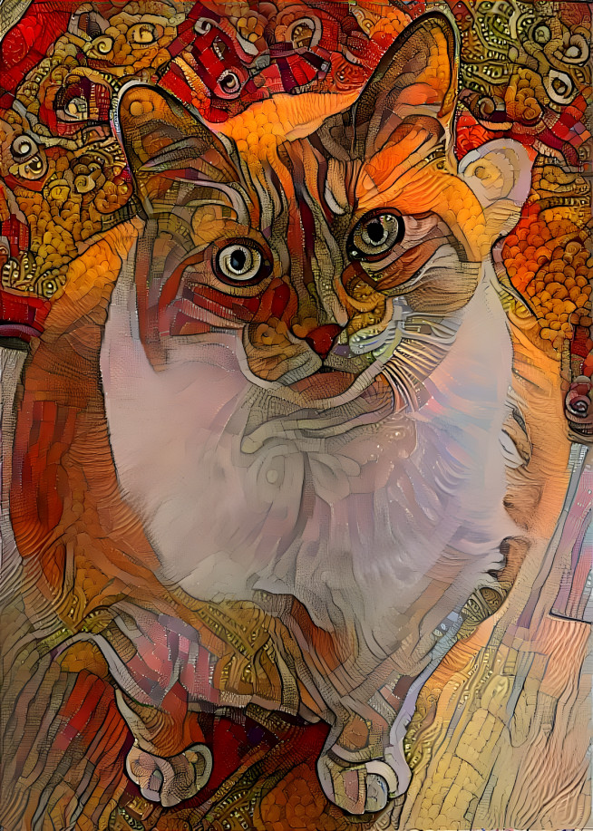 round-eyed cat