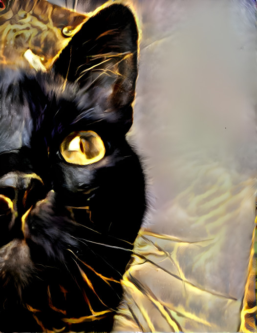 golden black cat