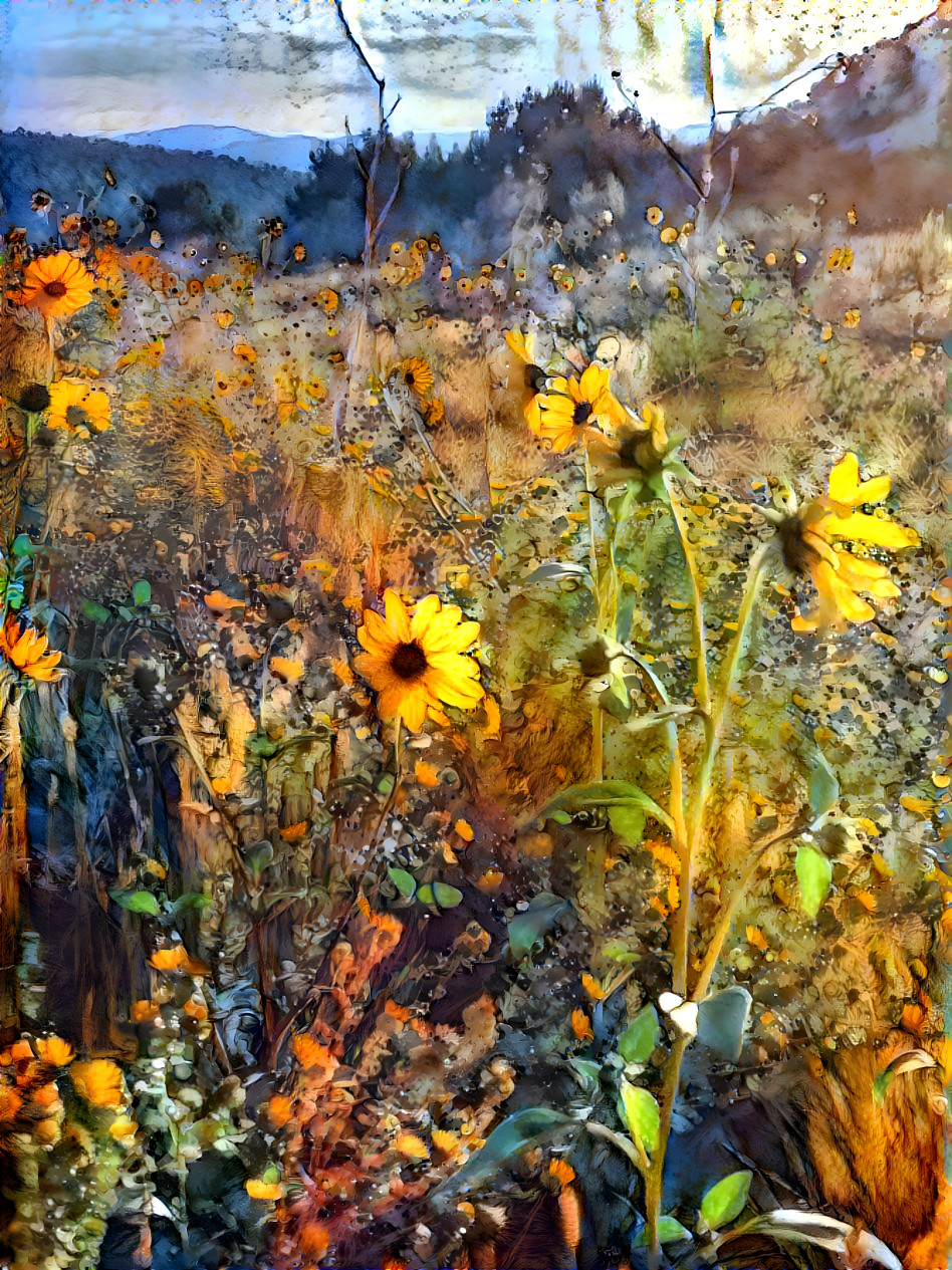Sunflower Fields 