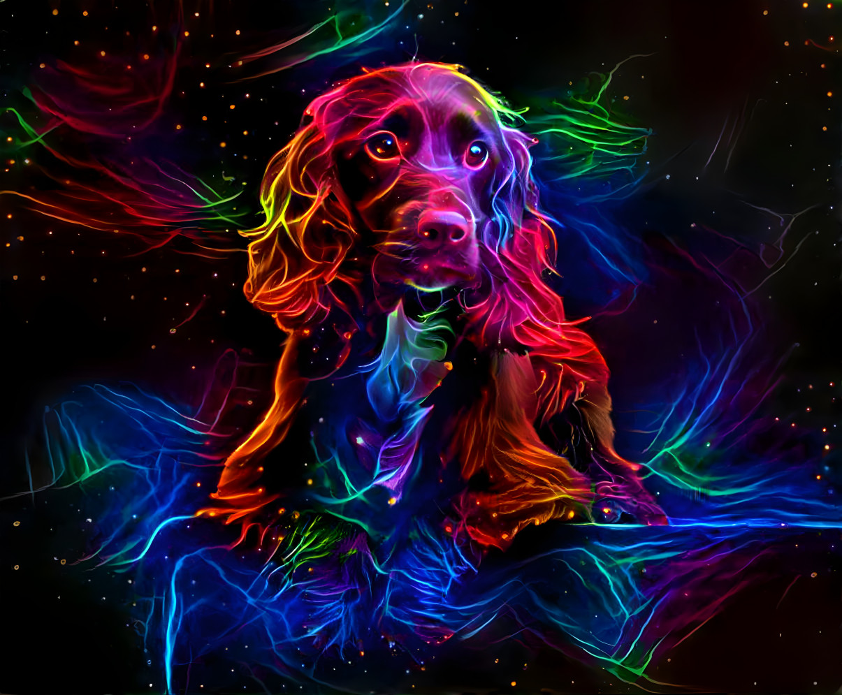 Cocker Spaniel Dog
