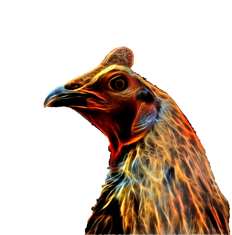 Peruvian rooster head