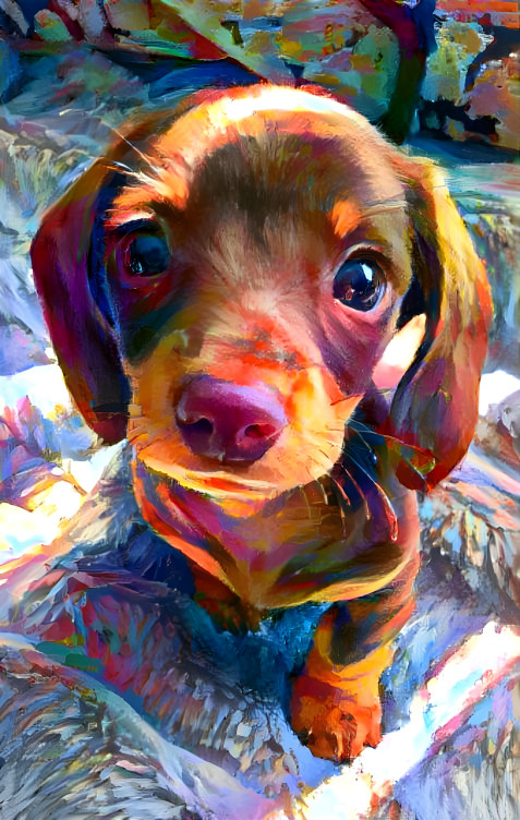 Cute colorful puppy 