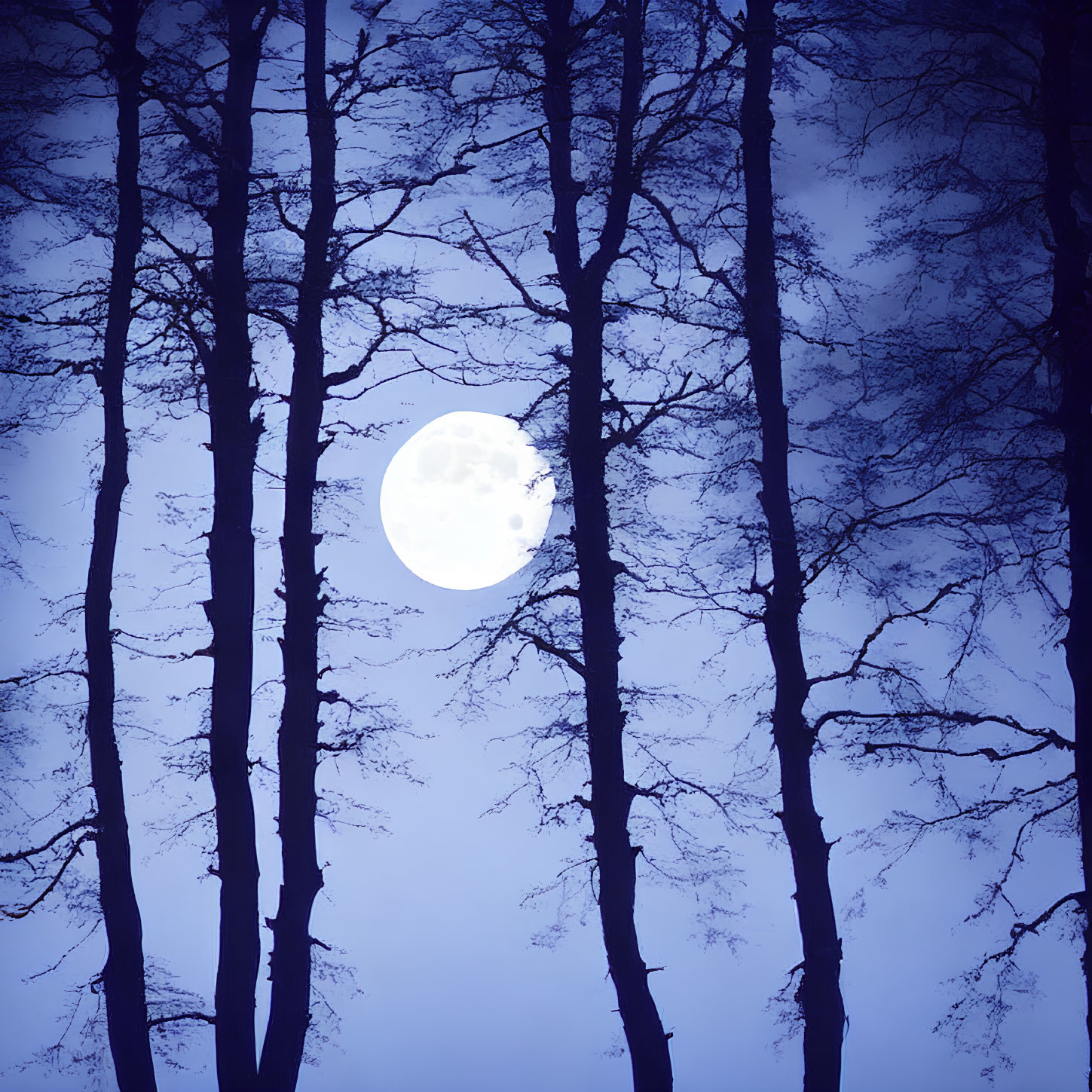 Full Moon Silhouetted Behind Bare Trees in Dusky Night Sky