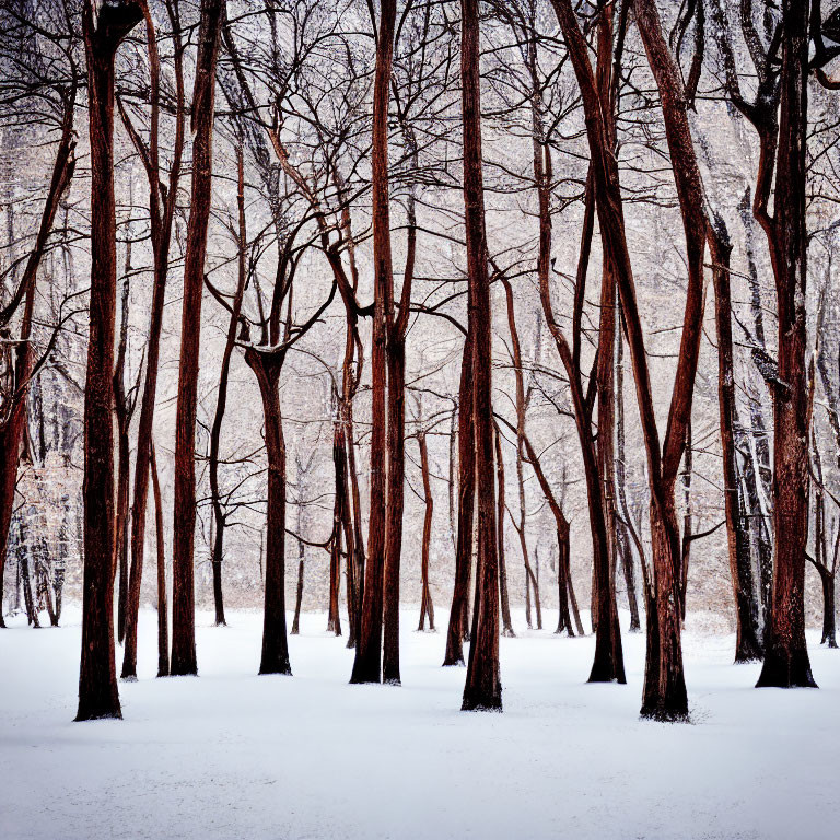 Snowy landscape with bare reddish tree trunks