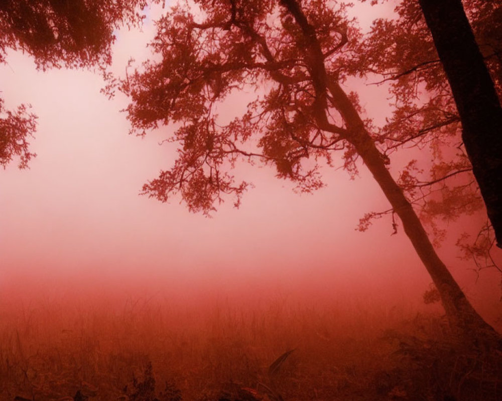 Misty crimson forest with silhouetted trees under reddish sky