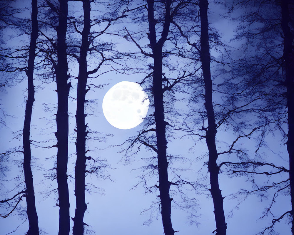 Full Moon Silhouetted Behind Bare Trees in Dusky Night Sky