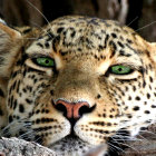 Detailed Digital Art: Close-Up Jaguar Face with Golden Eyes & Spotted Fur