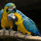 Vibrantly colored blue and yellow macaws on wooden branch