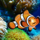 Colorful Clownfish Swimming in Coral Reef with Clear Blue Underwater Background