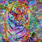 Colorful Tiger with Intense Eyes on Rainbow Background