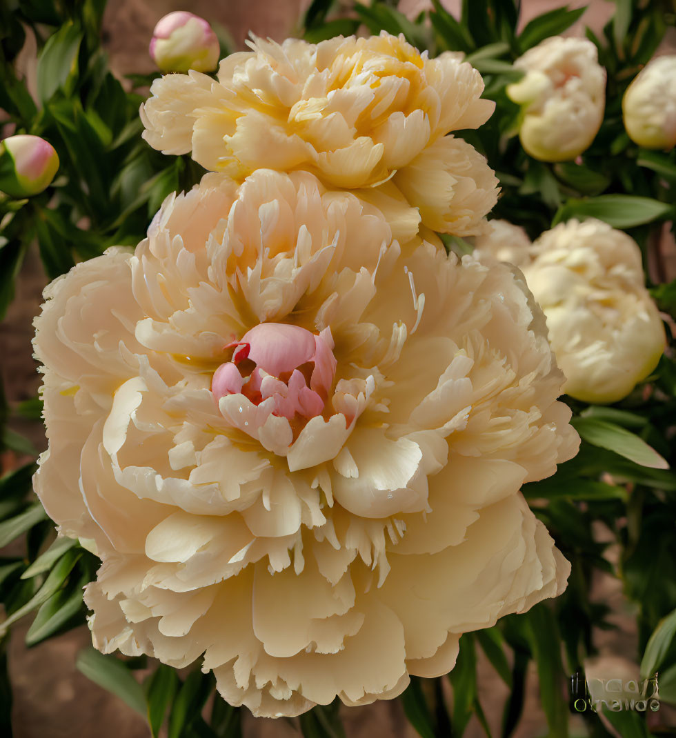 Vibrant yellow peonies in full bloom with soft pink tones on green foliage