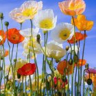 Vibrant watercolor poppies with translucent orange and yellow petals on blue background