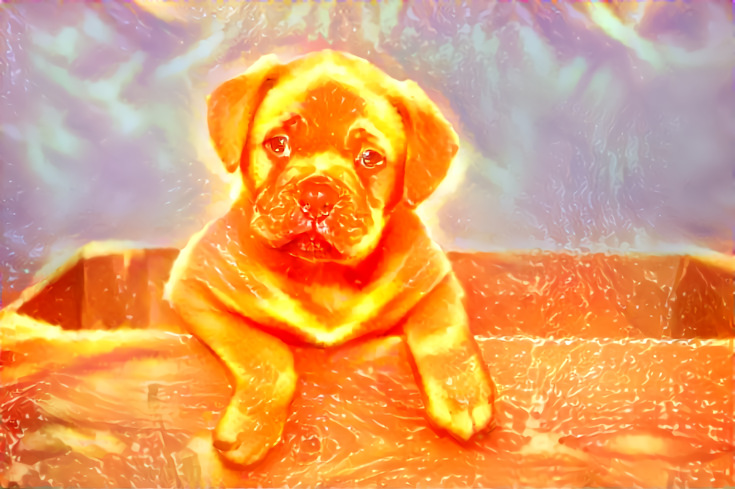 orange puppy 