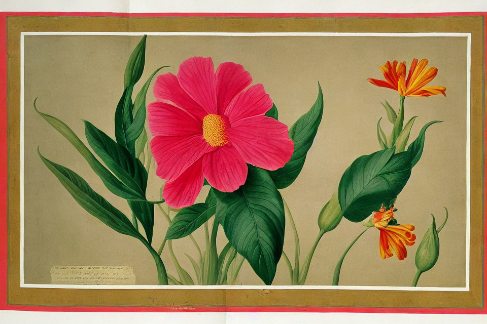 Detailed botanical illustration of vibrant pink flower, orange blossoms, and green foliage on beige.