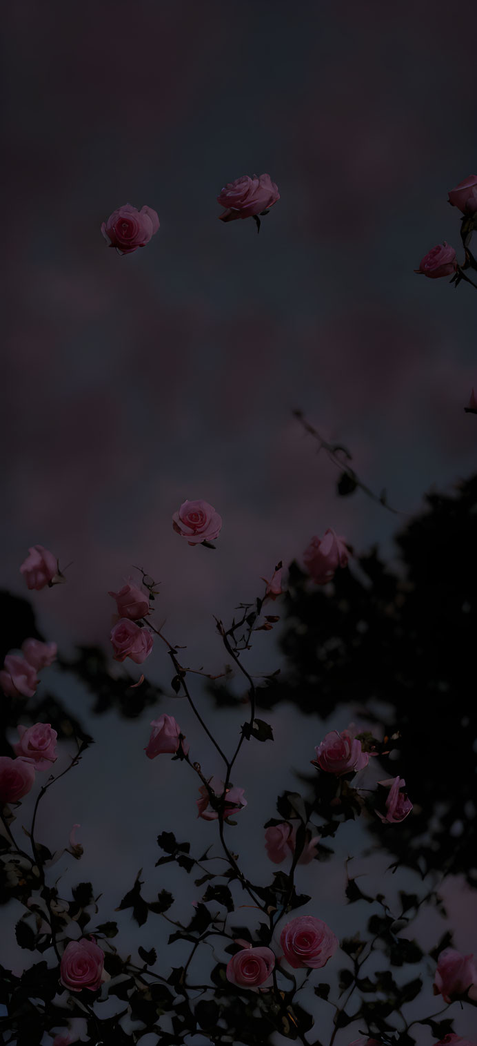 Pink roses and silhouetted foliage against twilight sky