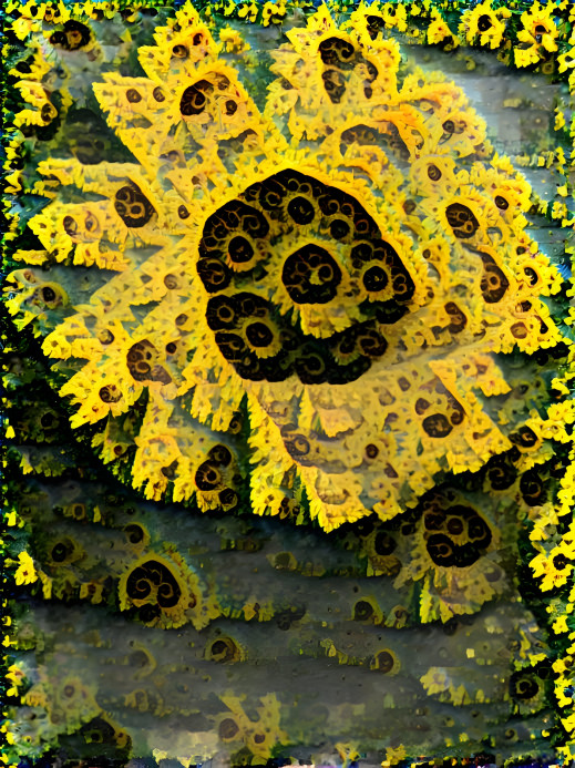 Converged fractal sunflower