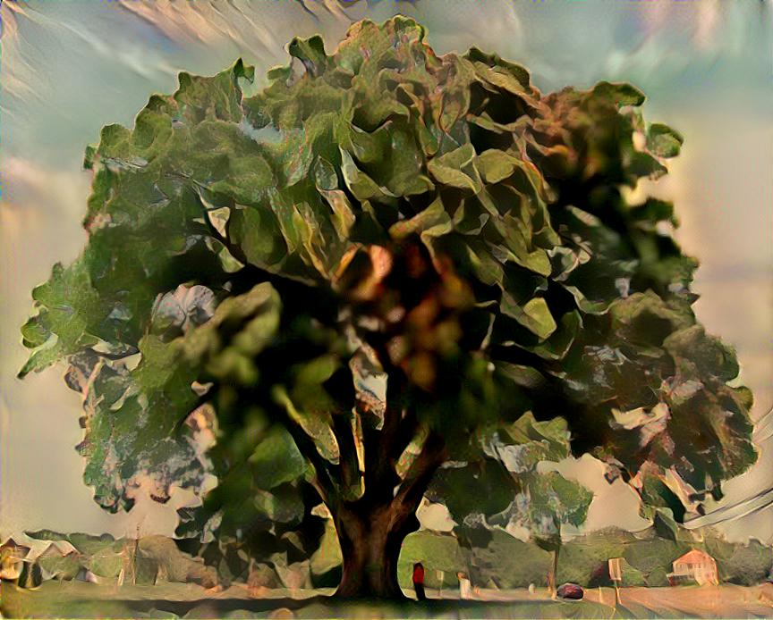tiny giant oak tree