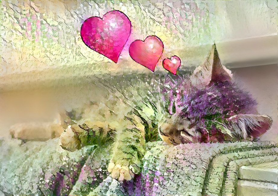Cat love 