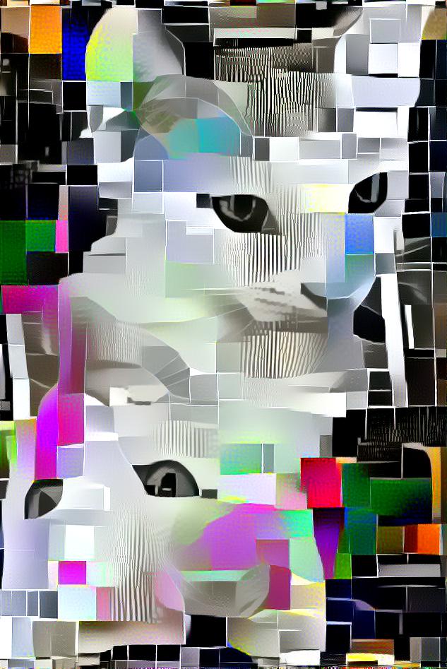 Cat with PAL test card