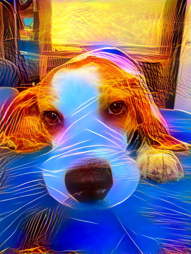 Disco beagle