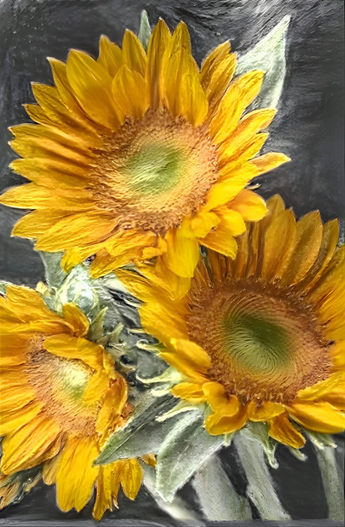 Ukraine - Sunflowers
