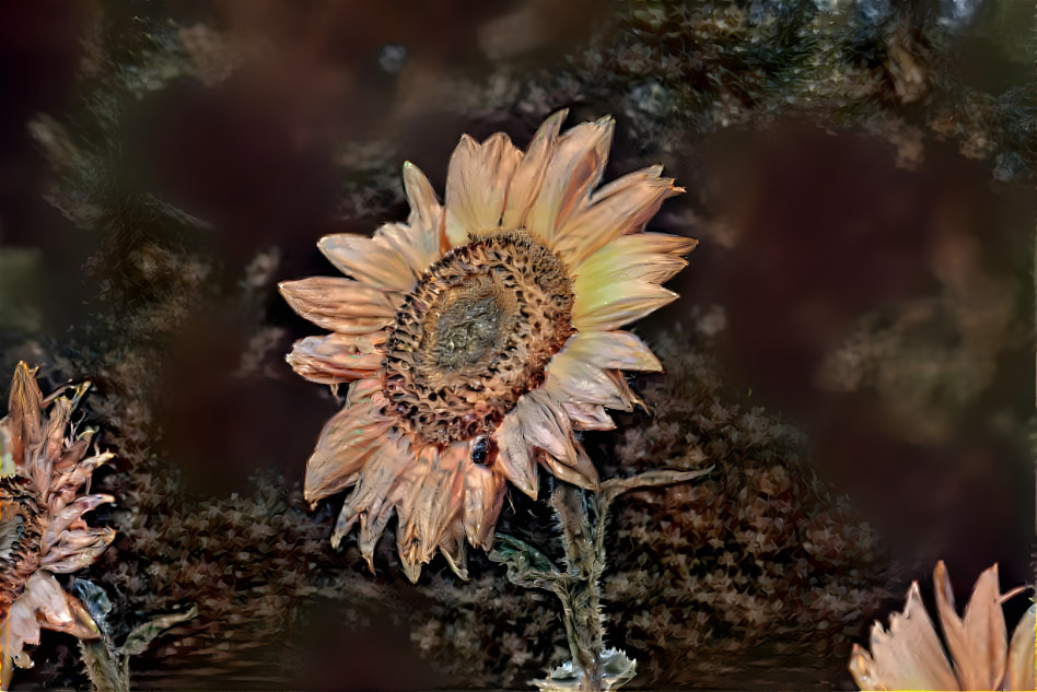 Sunflower02