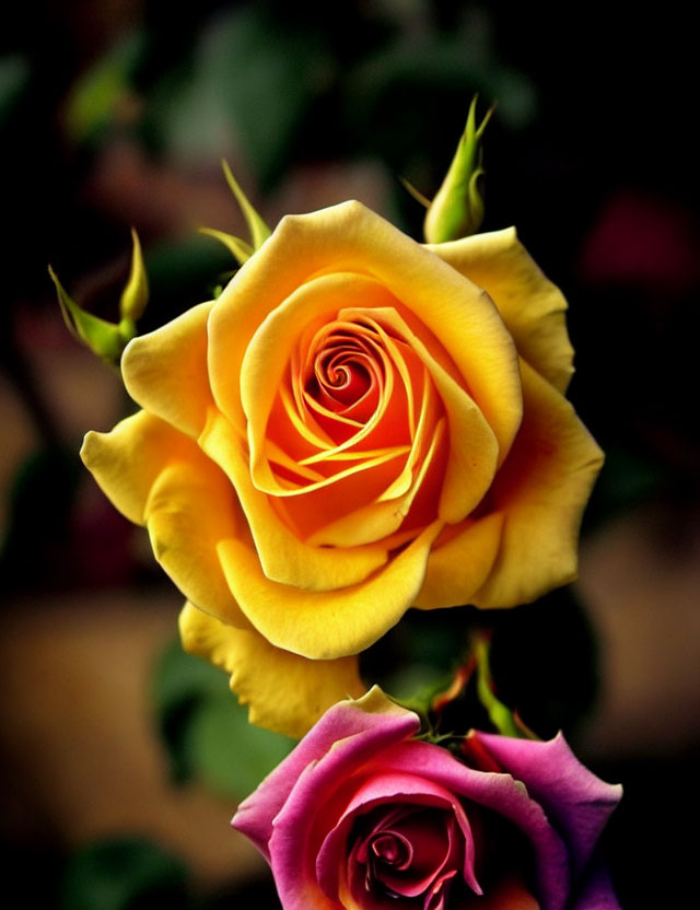 Yellow and Pink Roses in Full Bloom on Dark Background