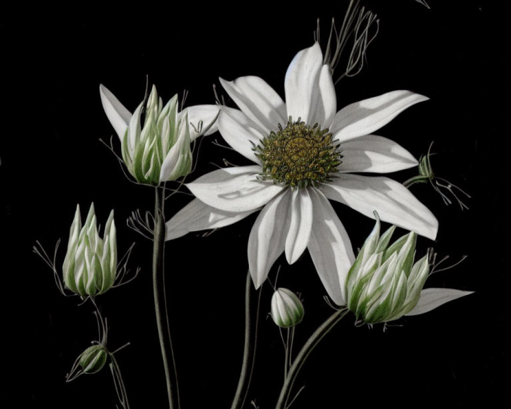 White Flowering Plant with Yellow Center on Black Background