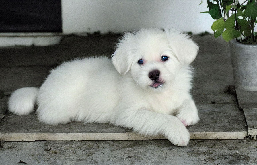 Fluffy White Puppy with Blue Eyes Resting by Potted Plant