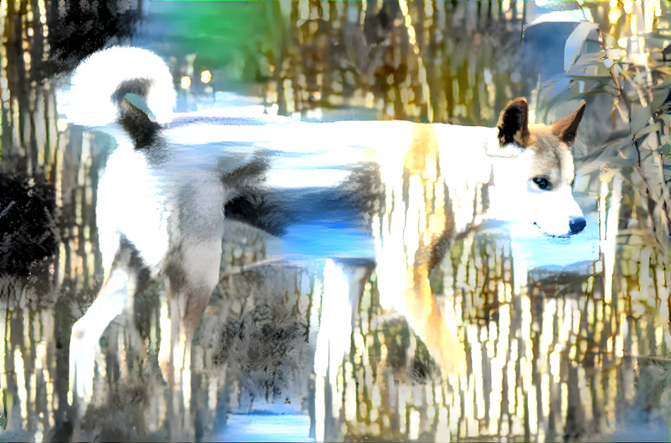Dingo + Wolfdog