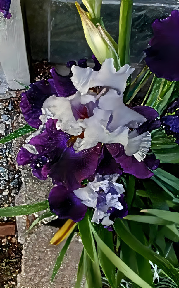 Frilly irises 