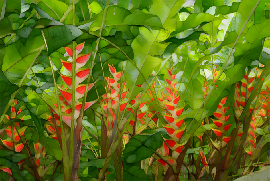 Plants of Barbados