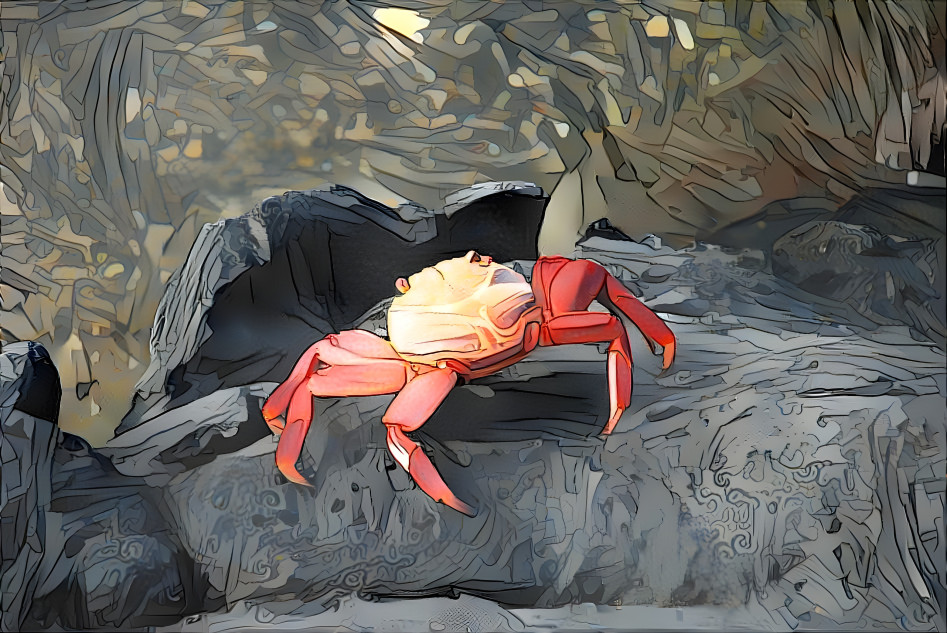 Sally Lightfoot Crab - Galapagos Islands