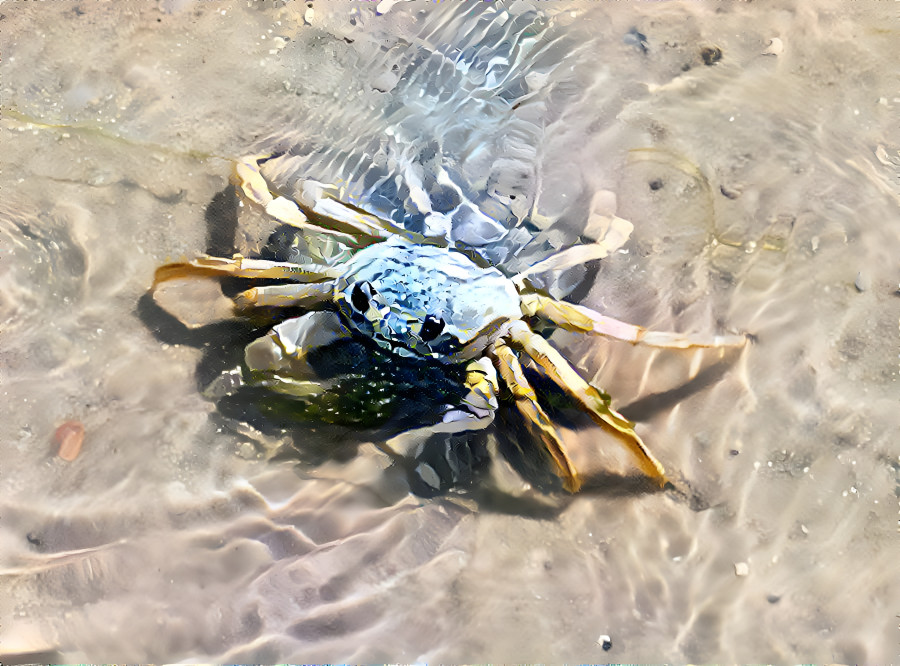 A Little Floridian Crab