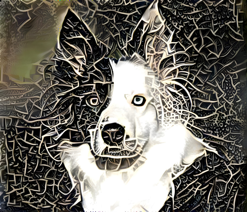 abstract dog