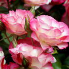 Close-up of vibrant pink roses with red hints and dark green foliage under bright lighting