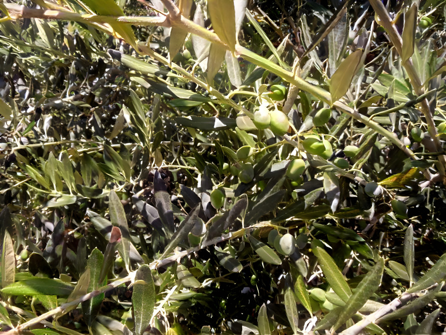 August and November Olives Combined on the Tree