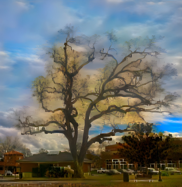 Oak in City Park