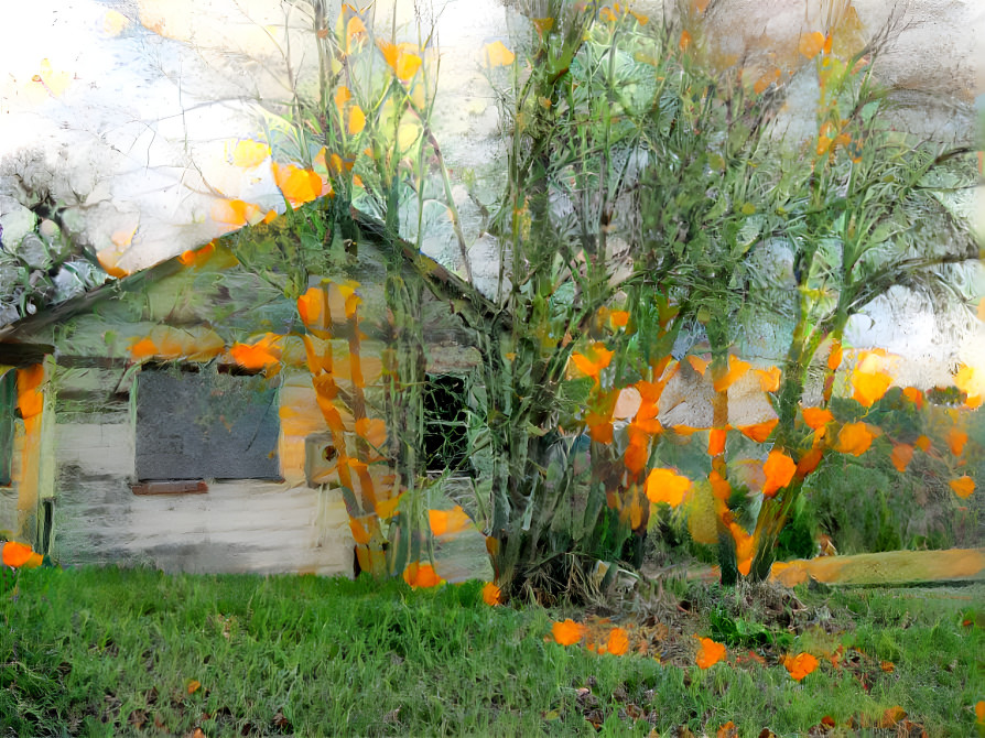 Abandoned House with Scattered Poppies