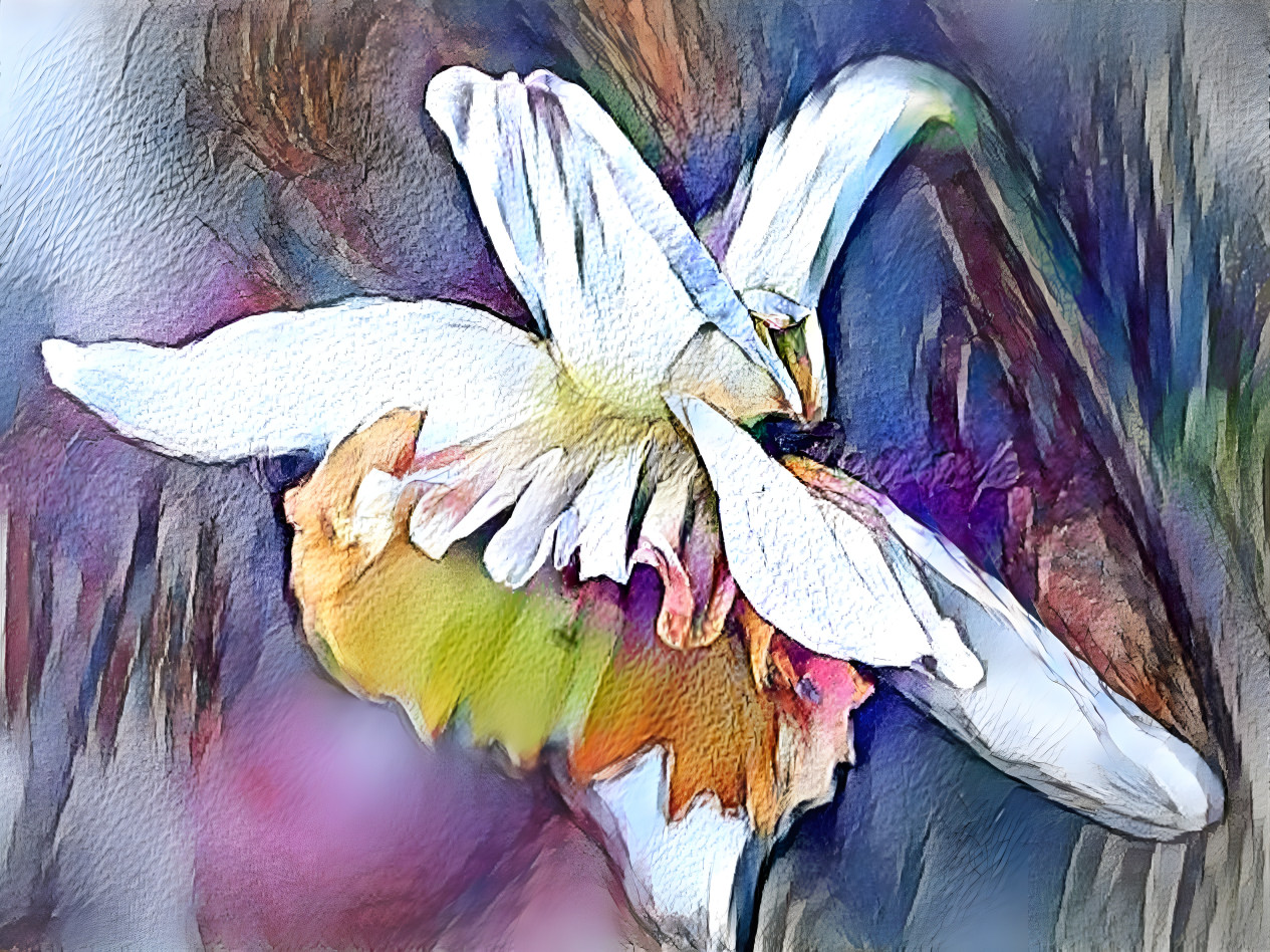Daffodile