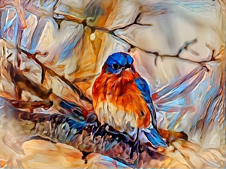 Bluebird Male