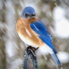 Blue and Brown Bird on Branch in Snowy Winter Scene