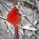 Red cardinal on snowy branch with red berries and snowfall